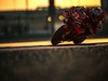 Test Qatar