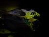 Ducati VR46