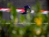 MotoGP Indonesia Day_1